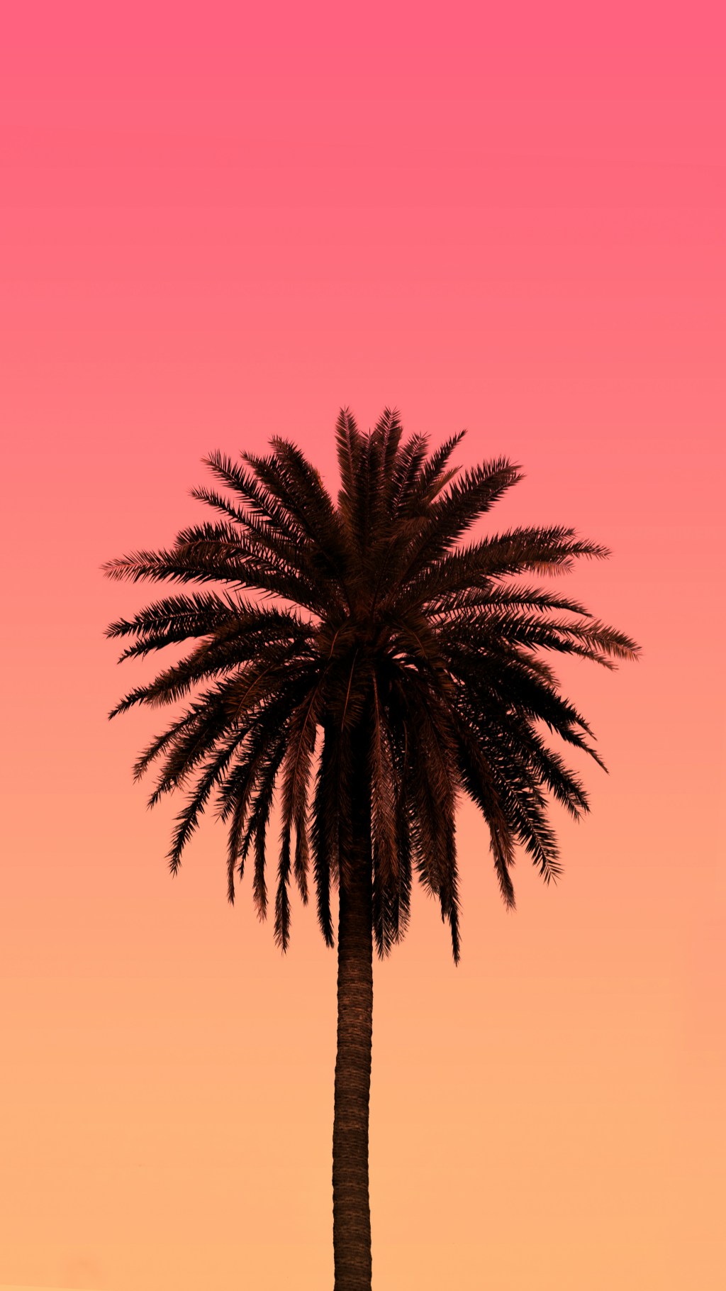 palm tree